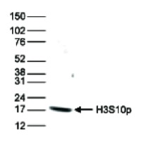 H3S10p | Histone H3 (p Ser10) (affinity purified, 10 µl) in the group Antibodies Plant/Algal  / DNA/RNA/Cell Cycle / Epigenetics/DNA methylation at Agrisera AB (Antibodies for research) (AS16 3635-10)